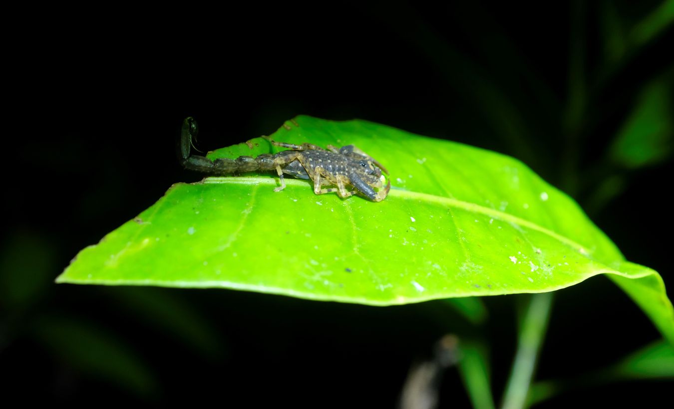 Juvenile Unknown Scorpion