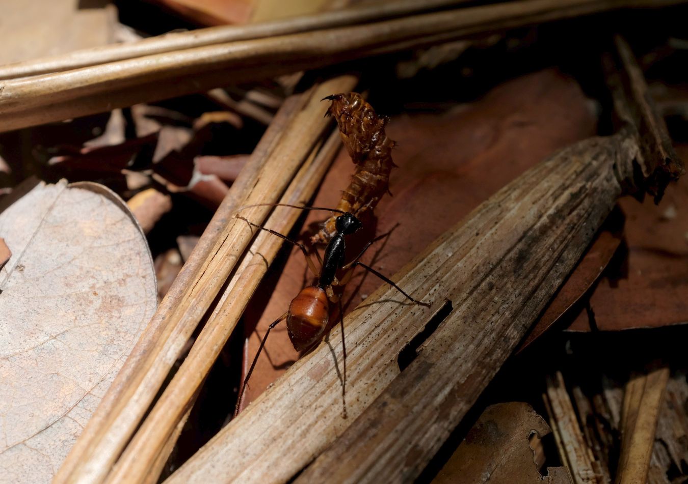 Giant Forest Ant carries a Beetle Larva Molt { Dinomyrmex Gigas } 