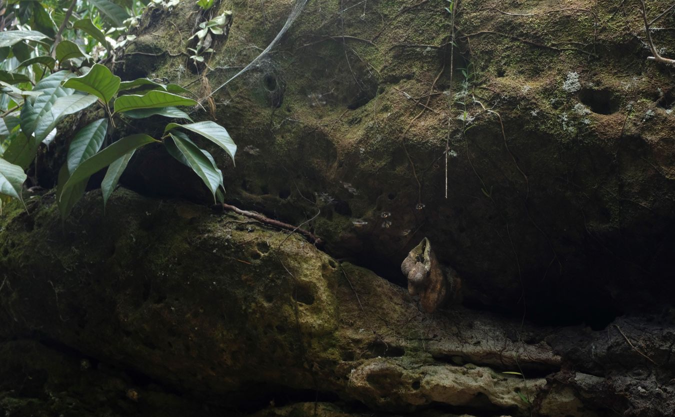 Stingless Bees Hive in the Nest { Tetrigona Binghami } 