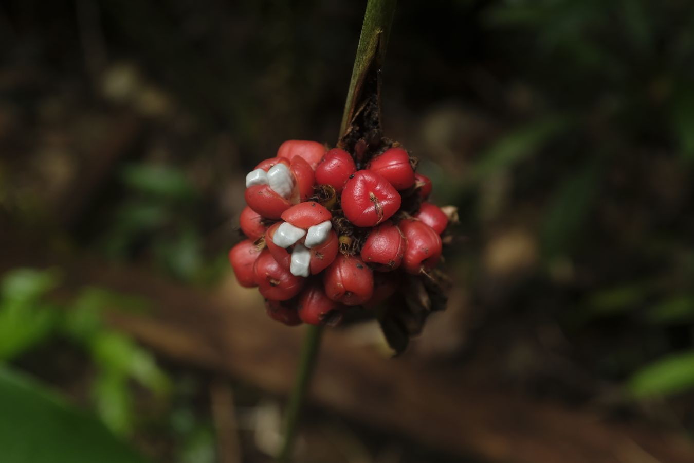 Unknown Red Grain