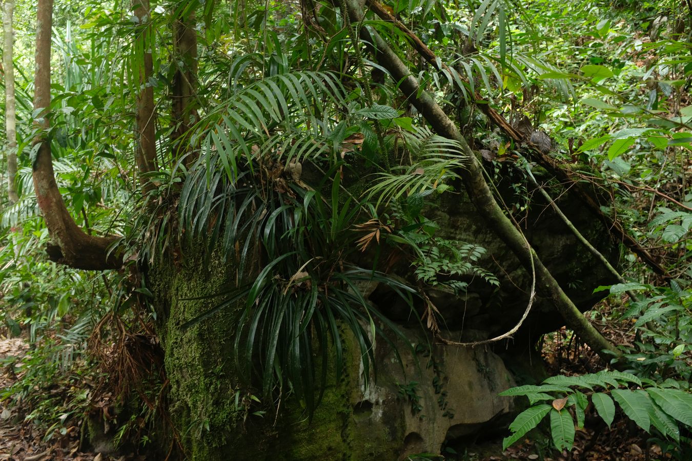 Variety of Vegetation Grows on a Rock in the Rainforest 