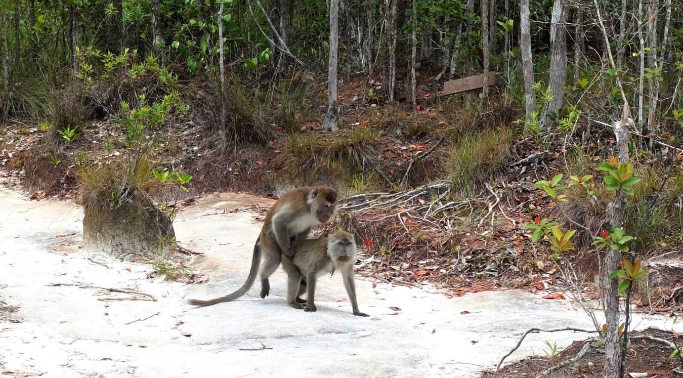 Long Tailed Macaque Mating { Macaca Fascicularis }