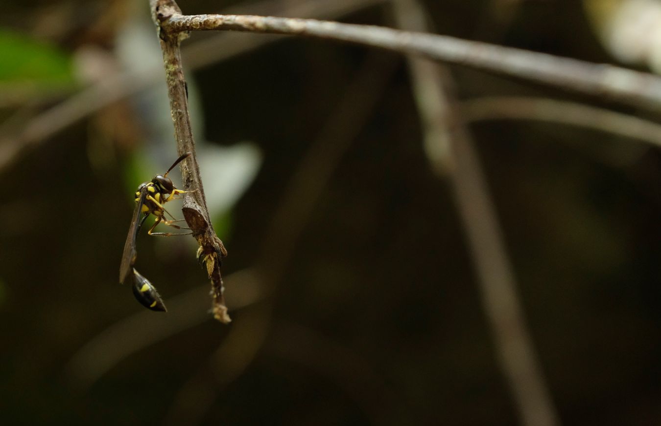 Potter Wasp { Eumeninae }