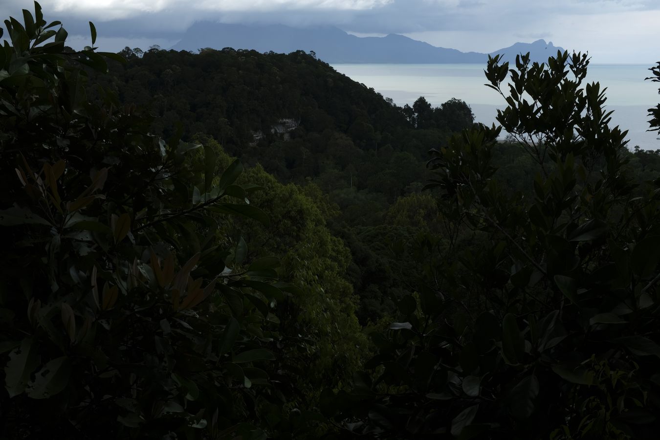 Rainforest View and landscape