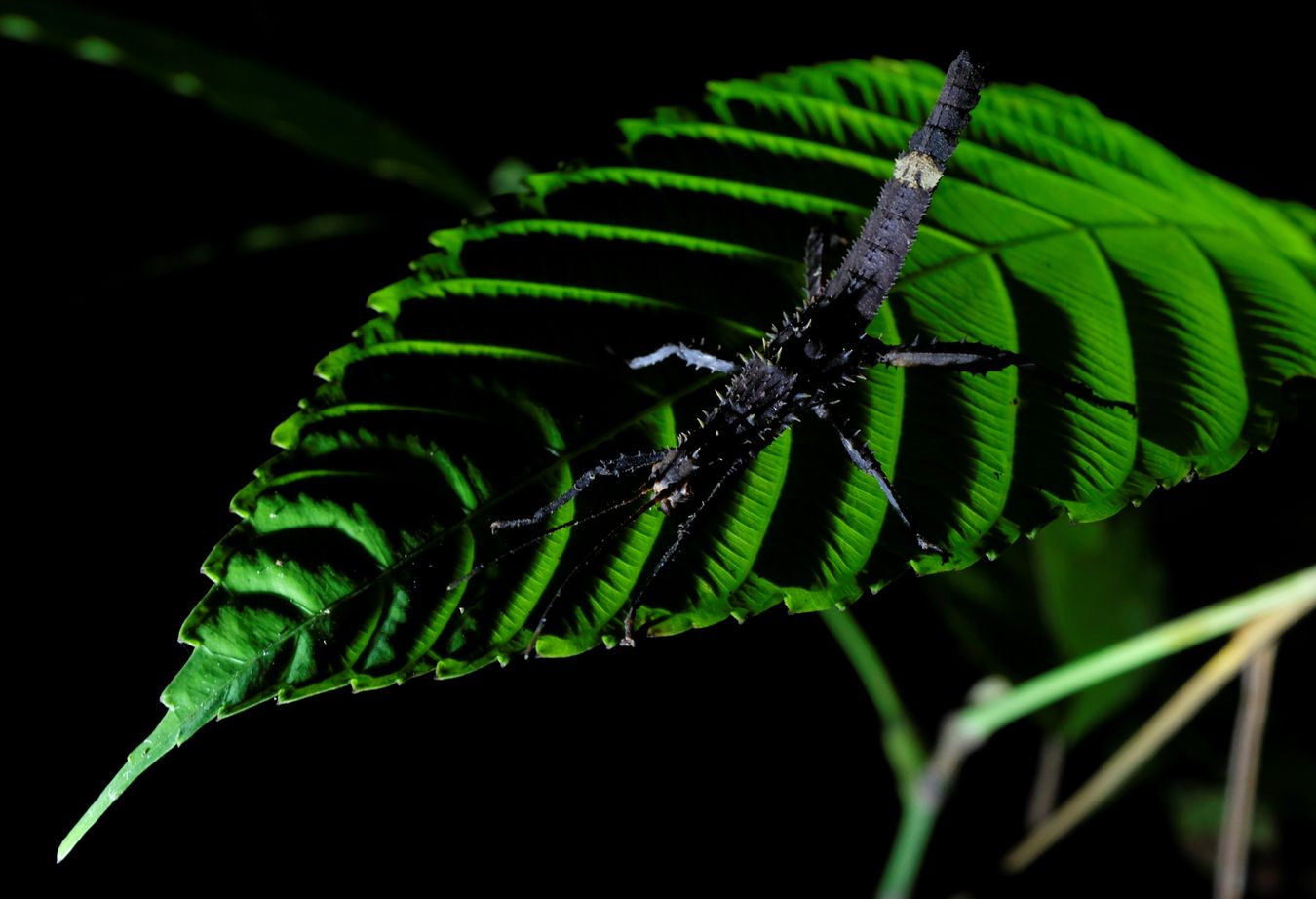 Stick Insect { Haaniella }