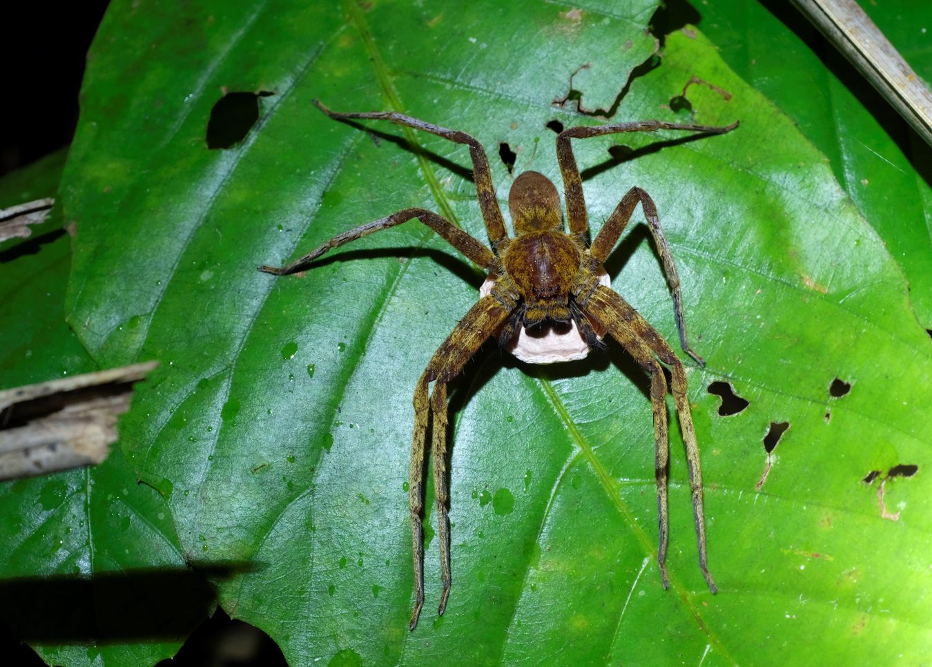 Orange Huntsman Spider Hold and protect their Eggs Sac with They pedipalps { Heteropoda Sparassidae }