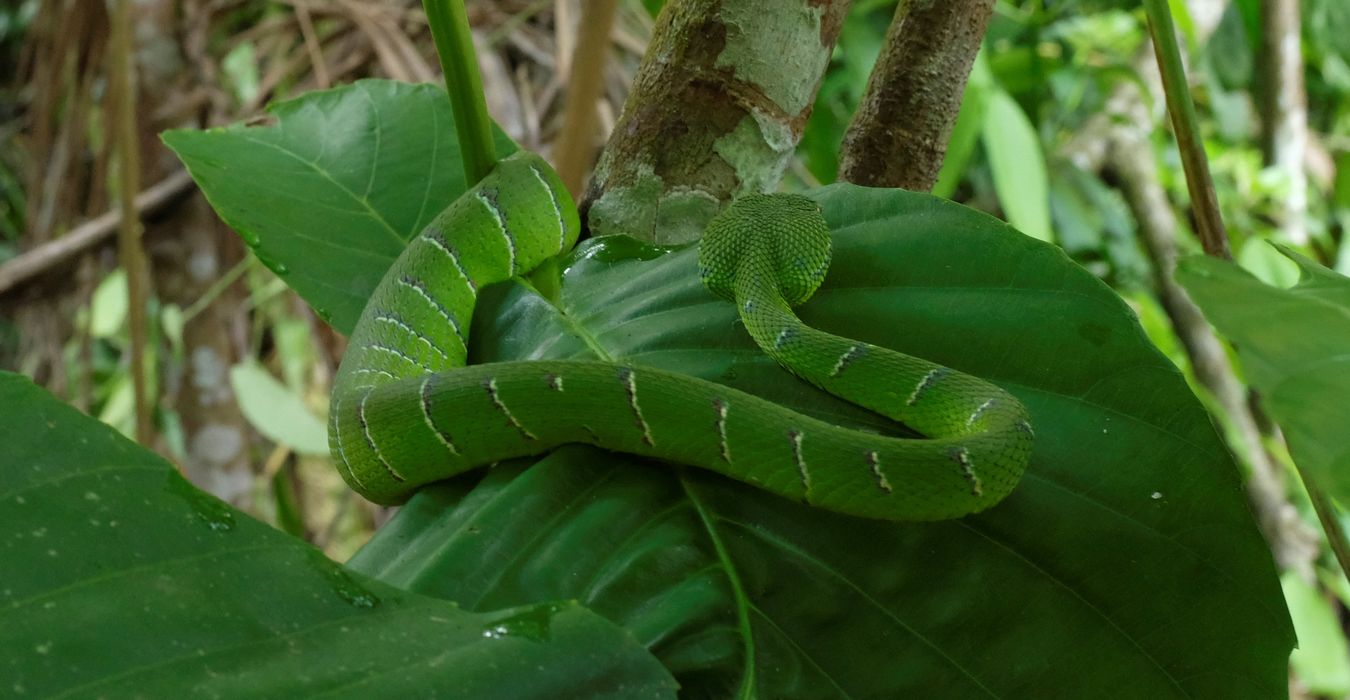 Male Bornean Keeled Pit Viper Snake { Tropidolaemus Subannulatus }