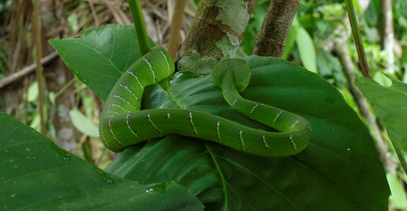 Male Bornean Keeled Green Pit Viper Snake { Tropidolaemus Subannulatus }