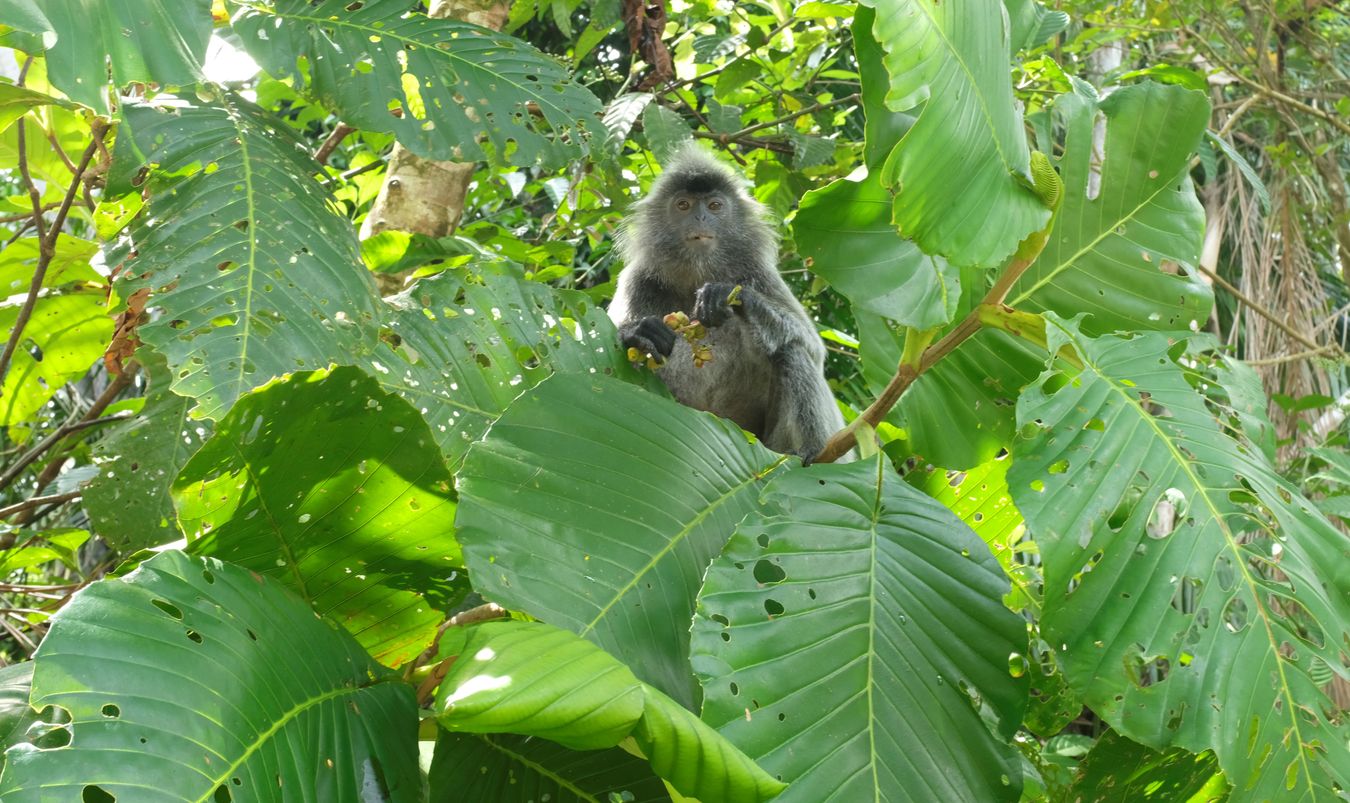 Silver Leaf Langur { Preybotis Cristata }