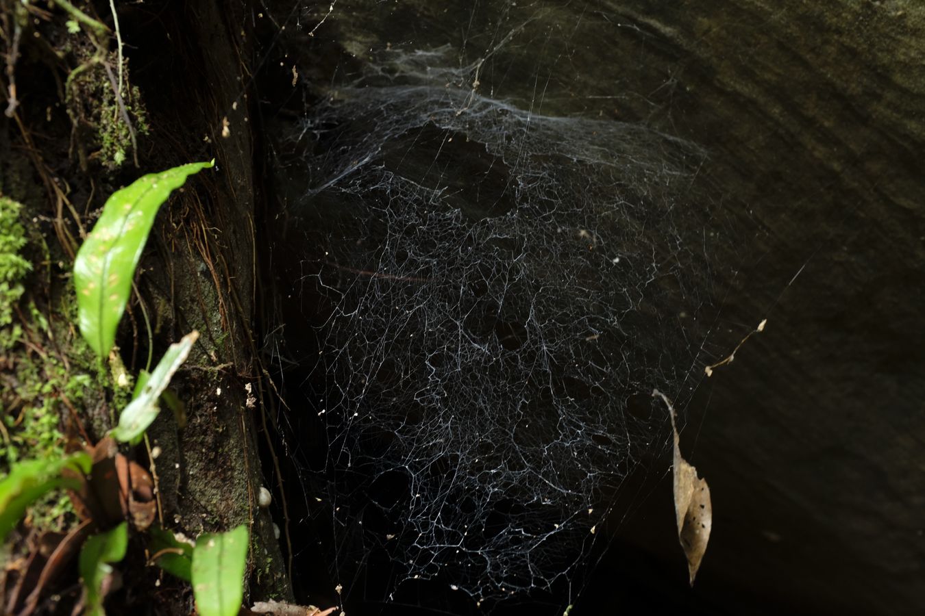 Spider Web in the Forest