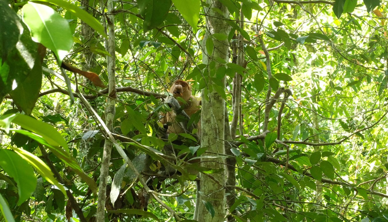 Proboscis Monkey { Nasalis Lavartus }
