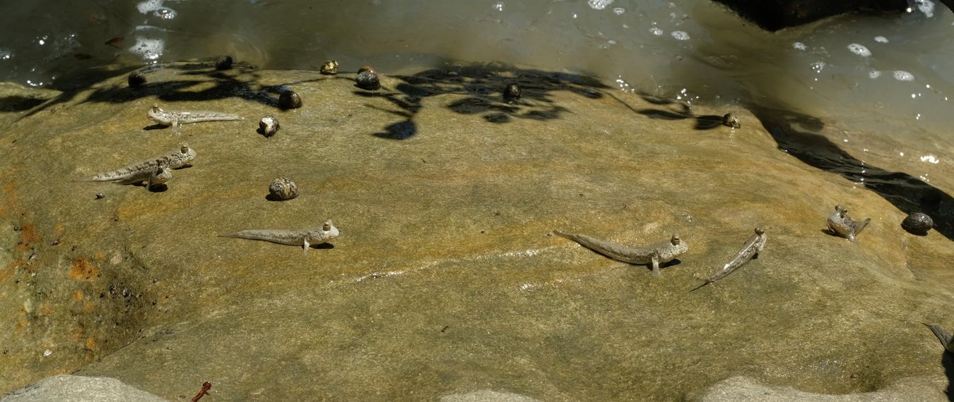 Mudskipper { Periophthalmus sp }