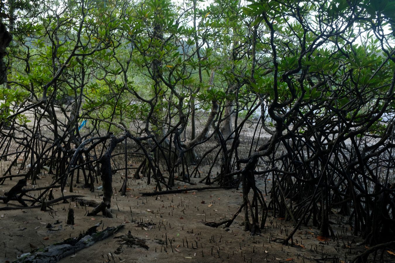 Mangrove Forest 