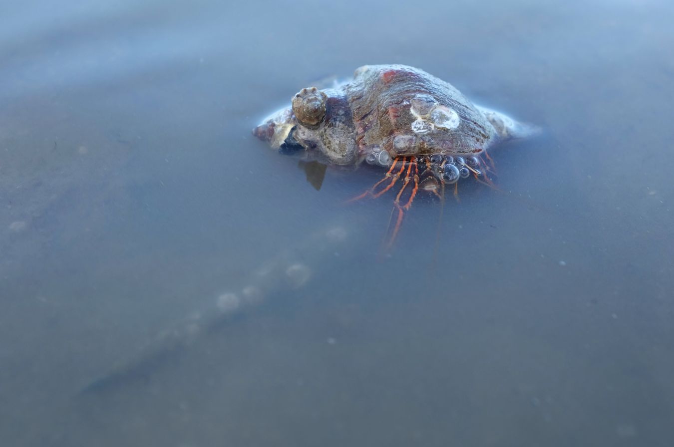 Hermit Crab { Ceonobita Rugosus }