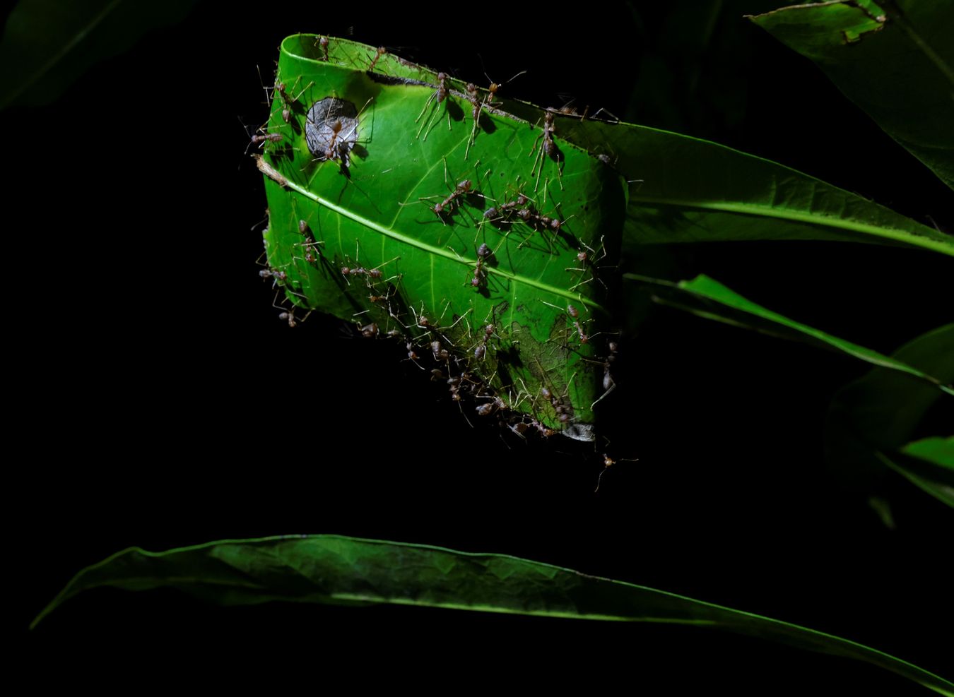 Asian Weaver Ant Colony Make a Nest { Oecophylla Smaragdina }