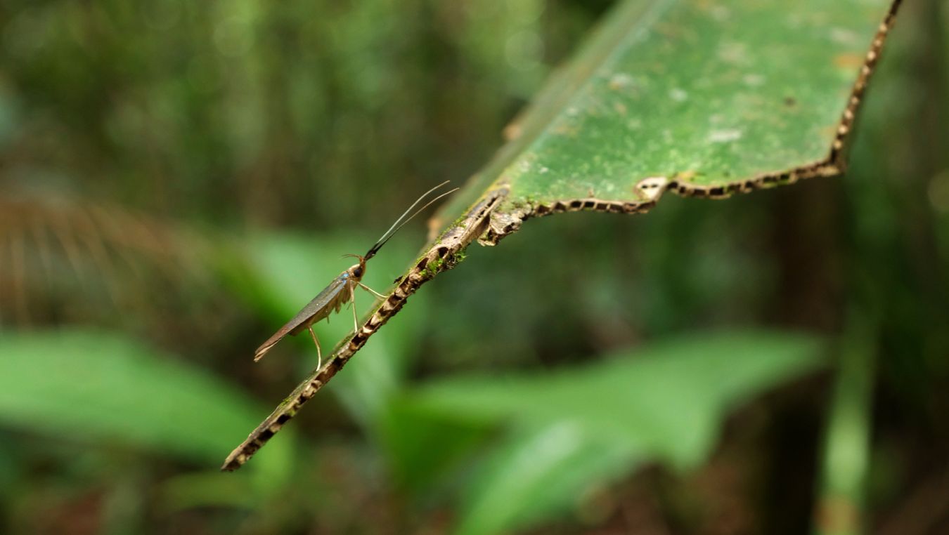 Forest Cockroach { Ectobius Sylvestris }