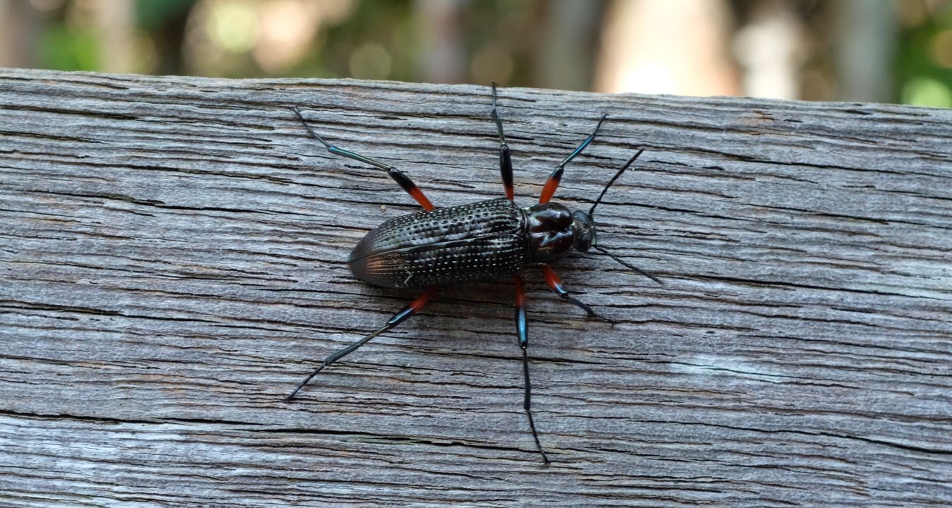 Red-Legged Darkling Beetle { Strongylium Erythrocephalum }