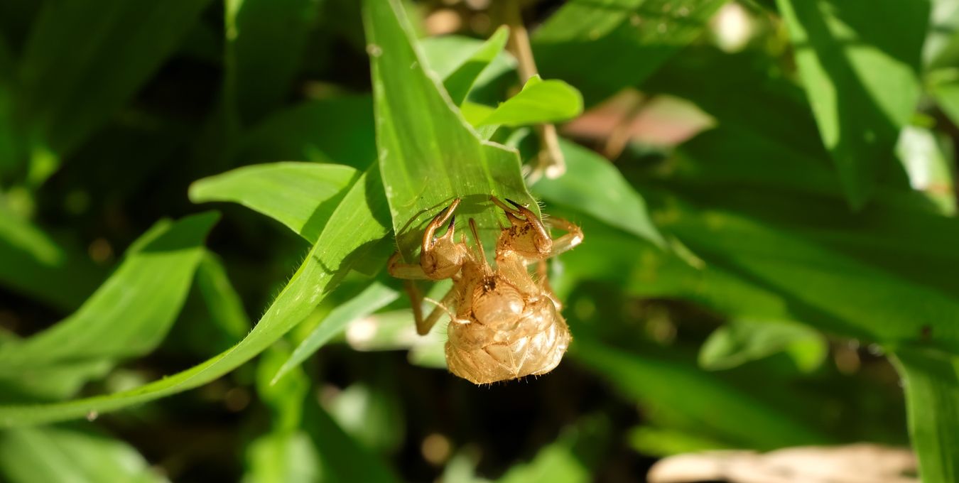 Cicada Exuviae