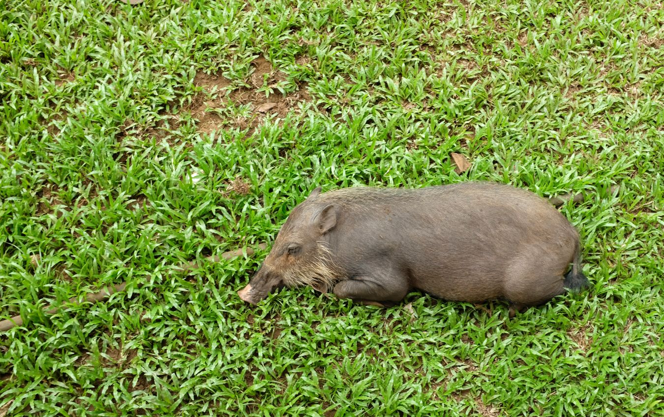 Immature Bornean Bearded Pig { Sus Babartus }