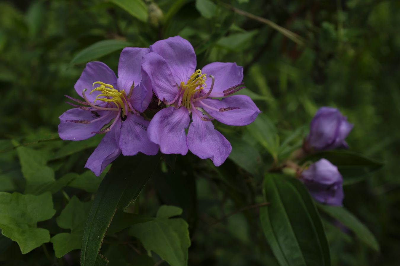 Singapore Rhododendron Flower { Melastoma Malabathricum }