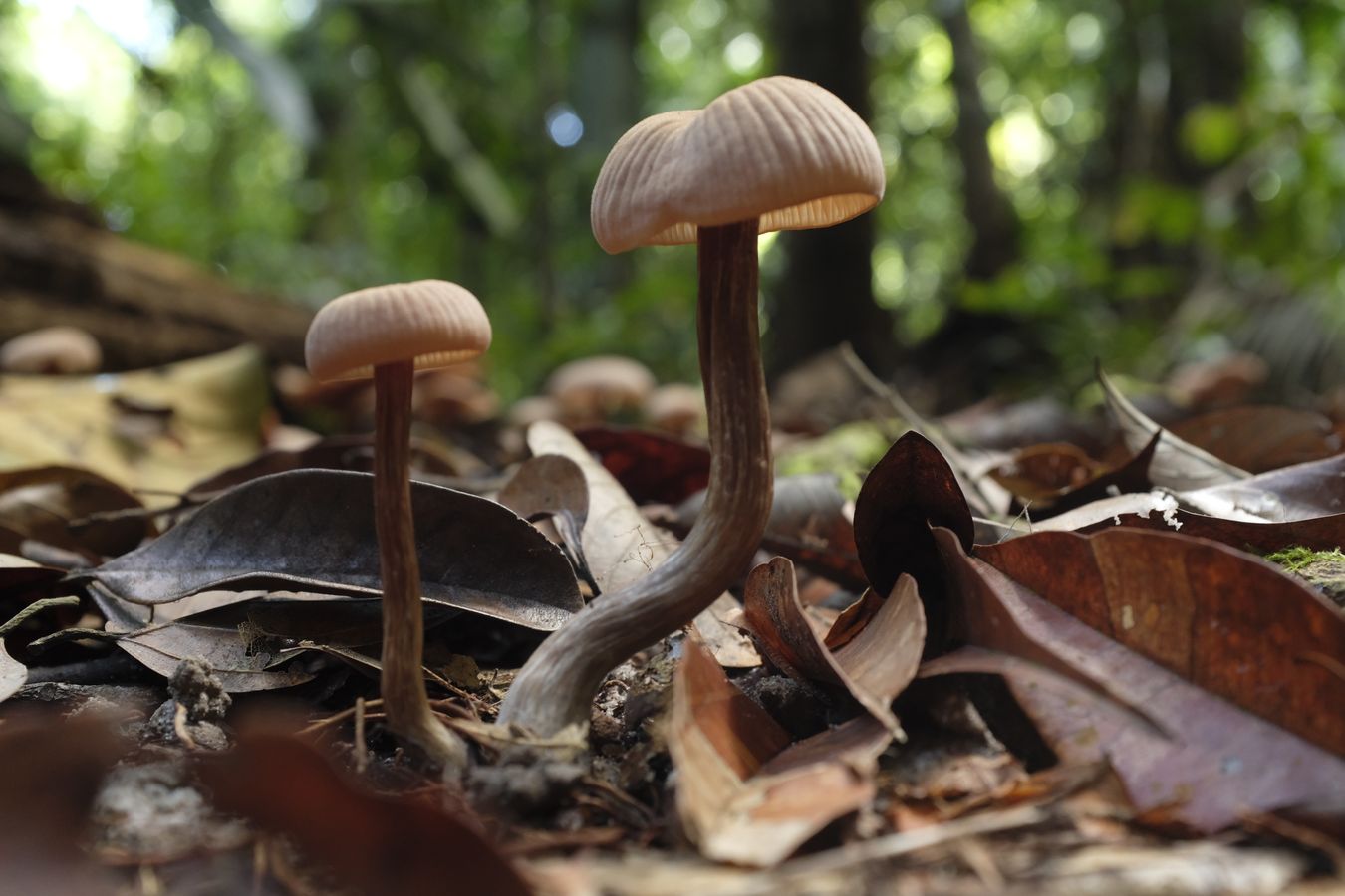 Fungus { Probably Laccaria Hydnangiaceae }