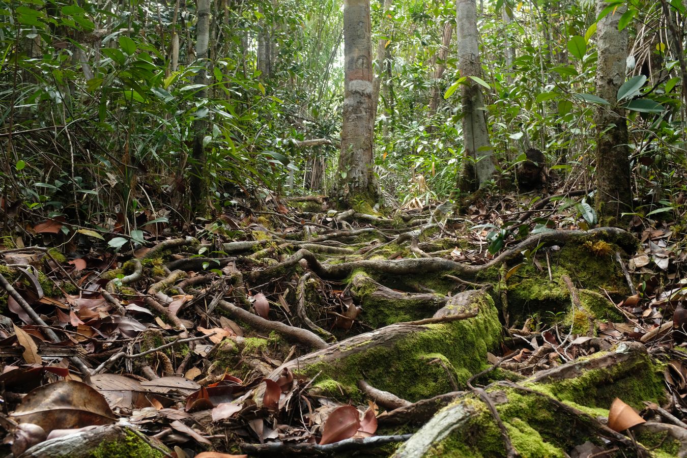 Tree Roots in the Mixed Dipterocarp Forest 