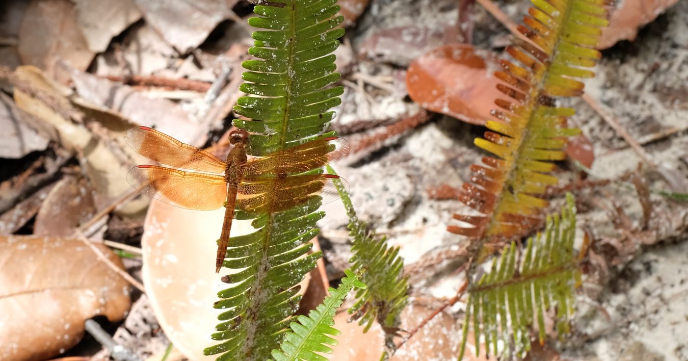 Female Red Grasshawk { Neurothemis Fluctuans }