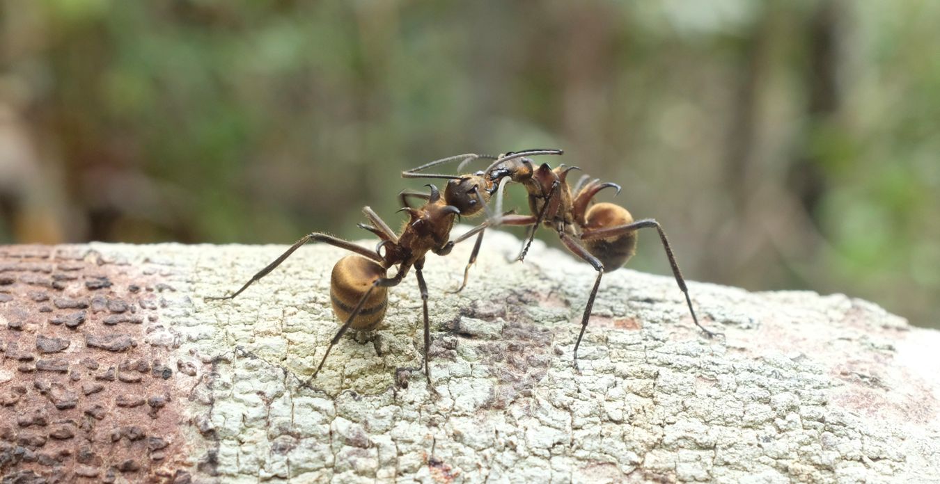 Fish Hook Ant { Polyrhachis Bihamata }