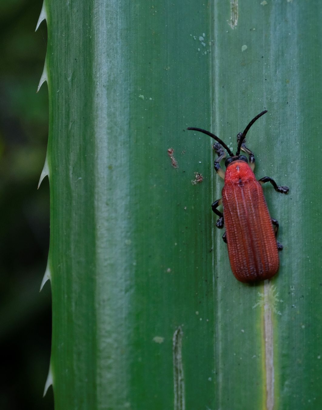 Leaf Beetle { Coleoptera Crysomelidae }