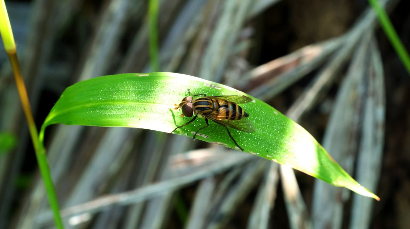 Hover Fly { Diptera Syrphidae }