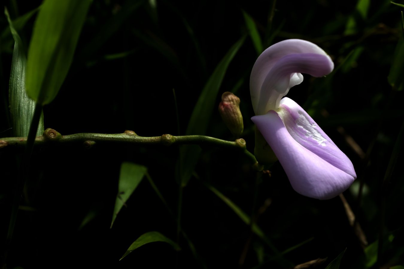 Jack-Beans Flower { Canavalia Fabaceae { Gladiata o Ensiformis o Rosea }