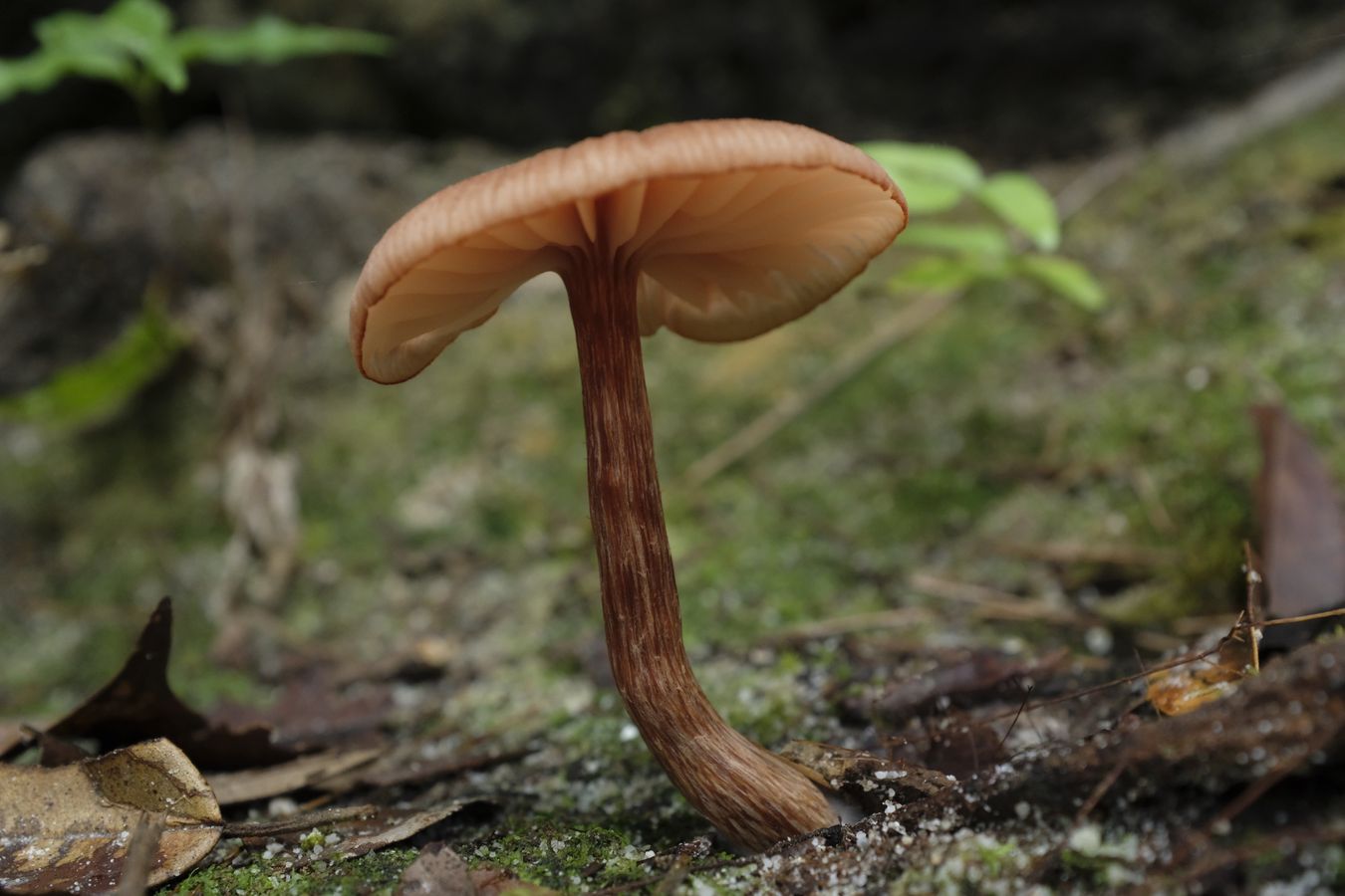 Fungus { Maybe Laccaria Hydnangiaceae