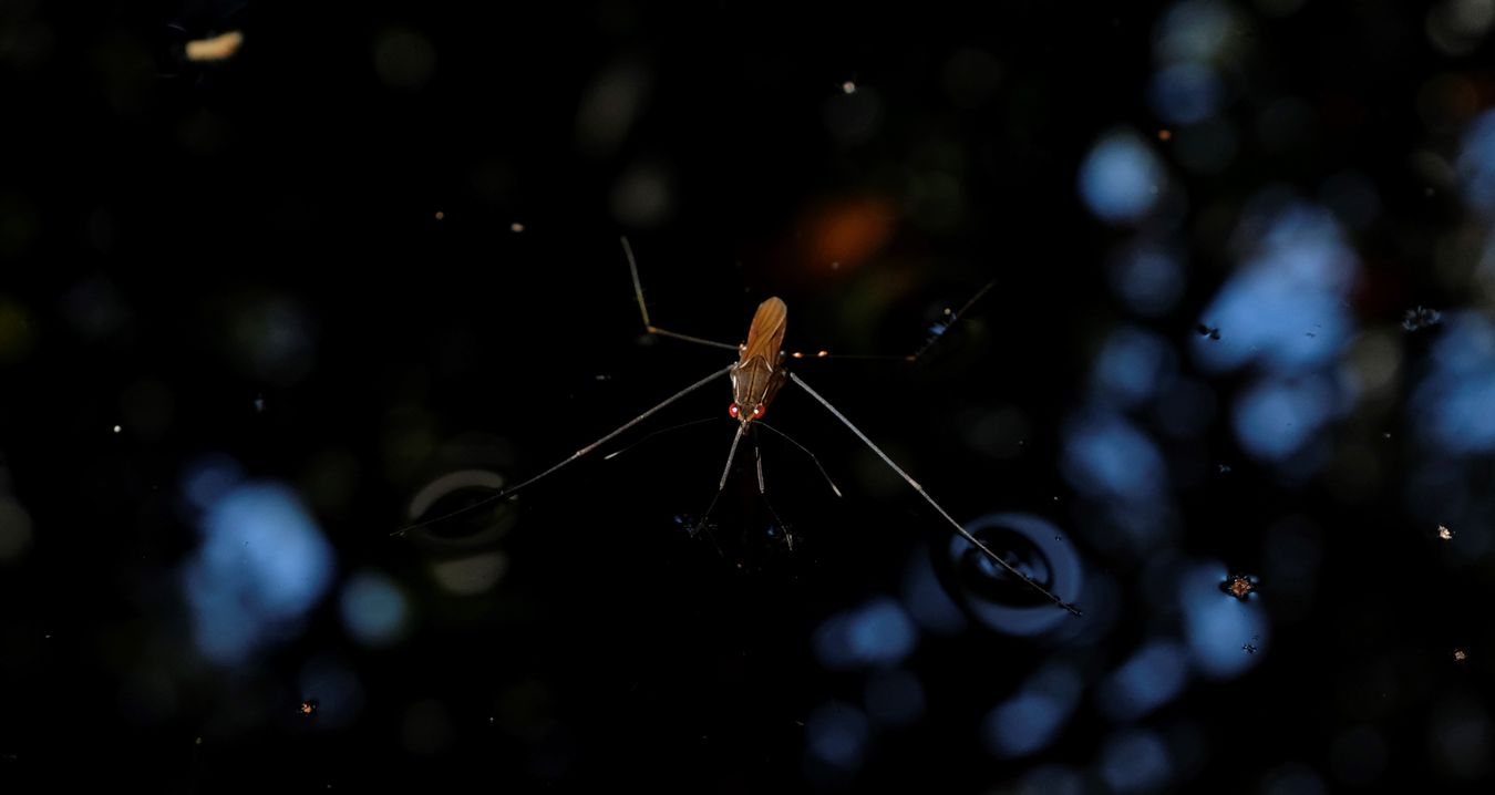 Water Bug { Hemiptera Gerridae }