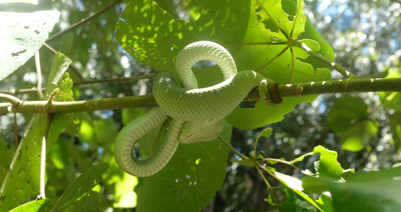 Juvenile Male Bornean Keeled Pit Viper Snake { Tropidolaemus Subannulatus }
