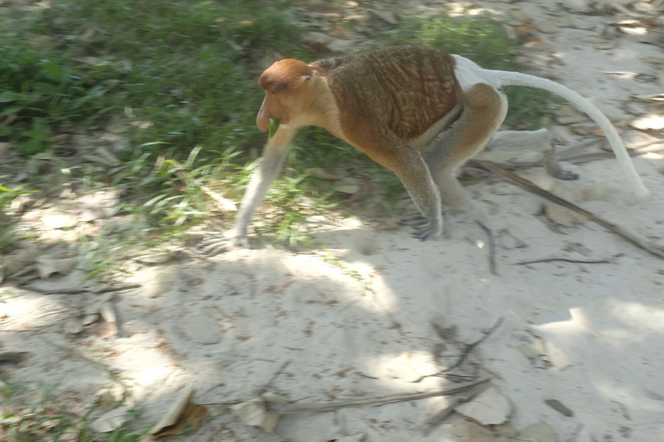 Proboscis Monkey { Nasalis Lavartus }