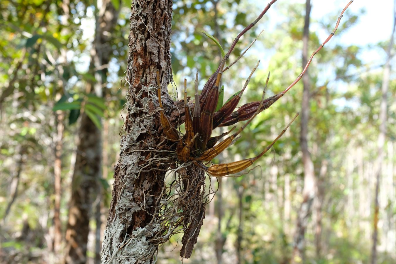 Orchidaceae Plant { Probably Graphorkis Concolor }