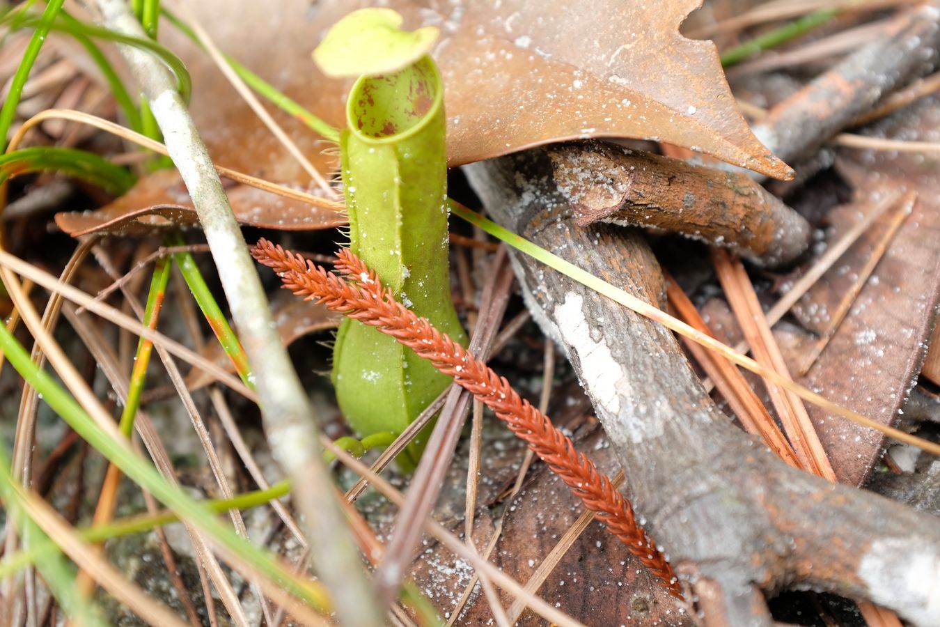 Pitcher Plant { Nepenthes Albomarginata }
