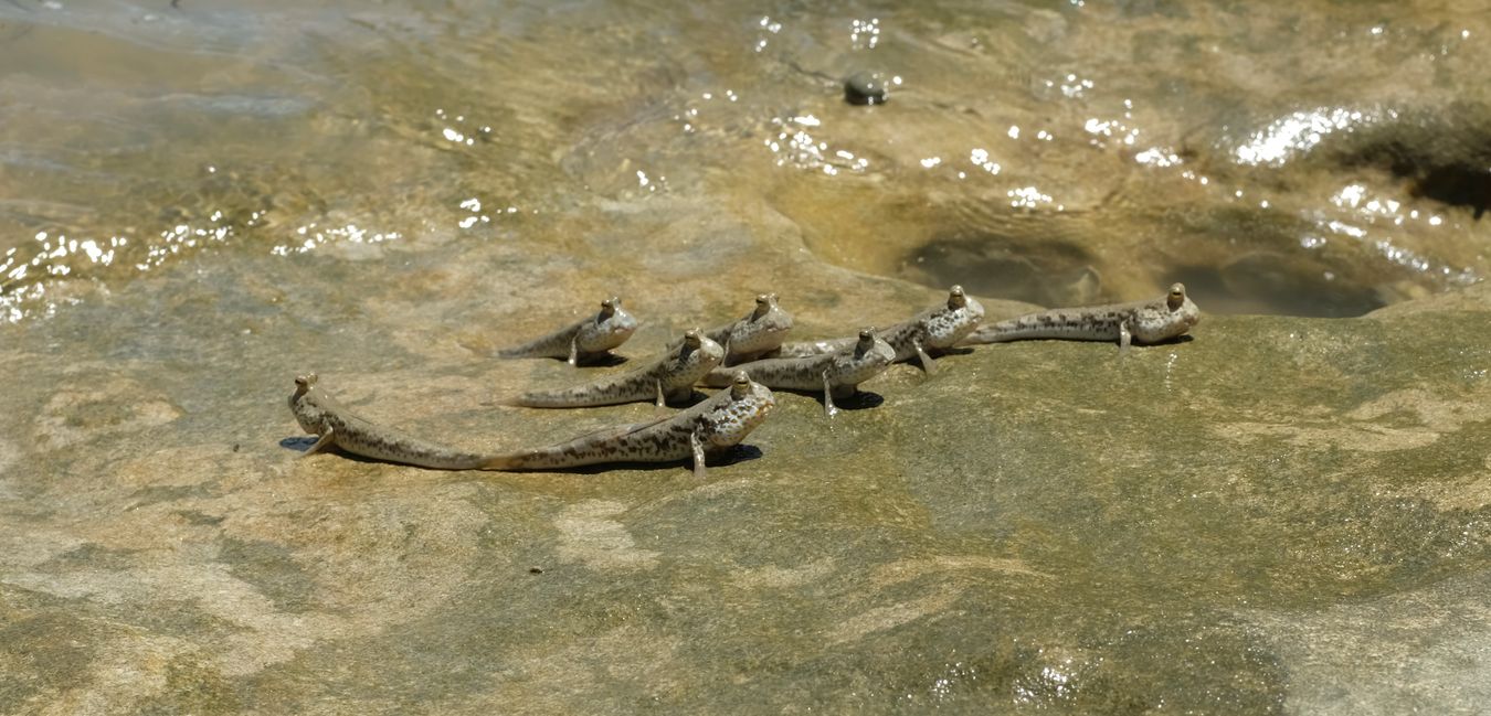 Mudskipper { Periophthalmus sp }