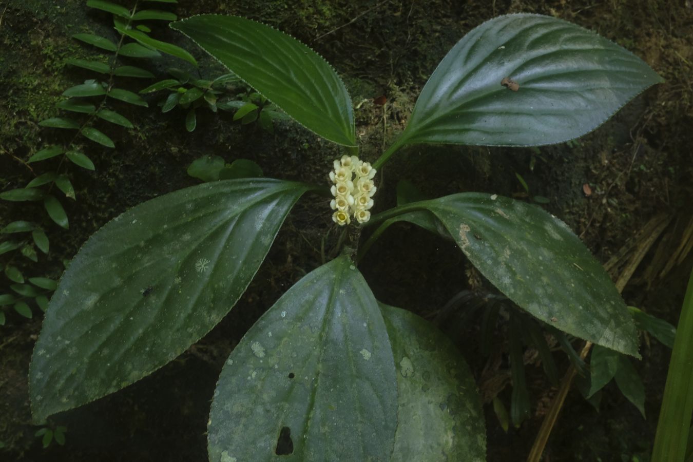 Soft-Wooden Plant { Chloranthaceae }