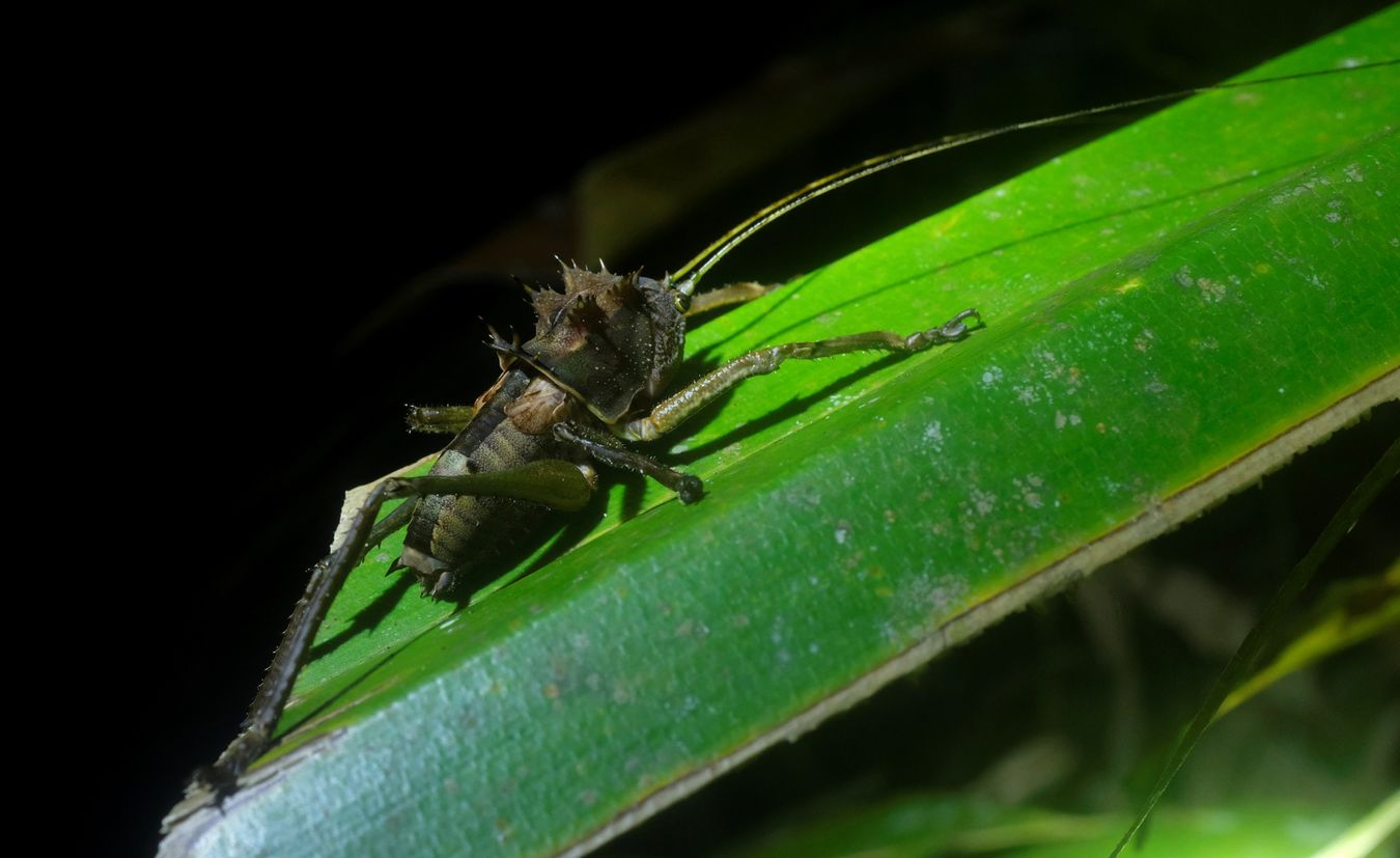 Dragon-Head Katydid { Ellatodon Blanchardi }