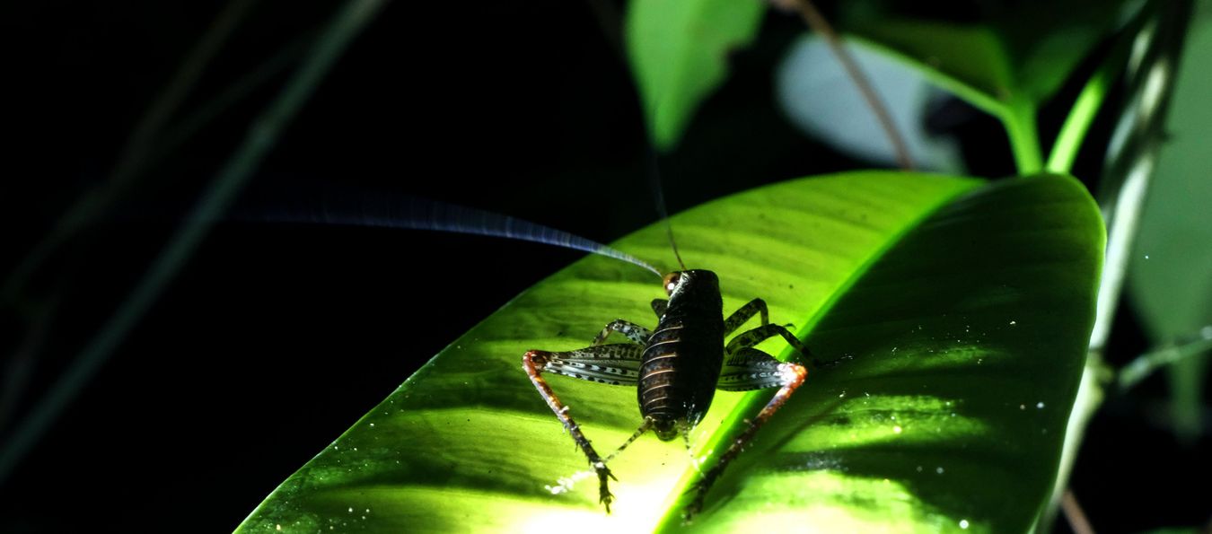 Ground Cricket { Probably Nemobiinae }