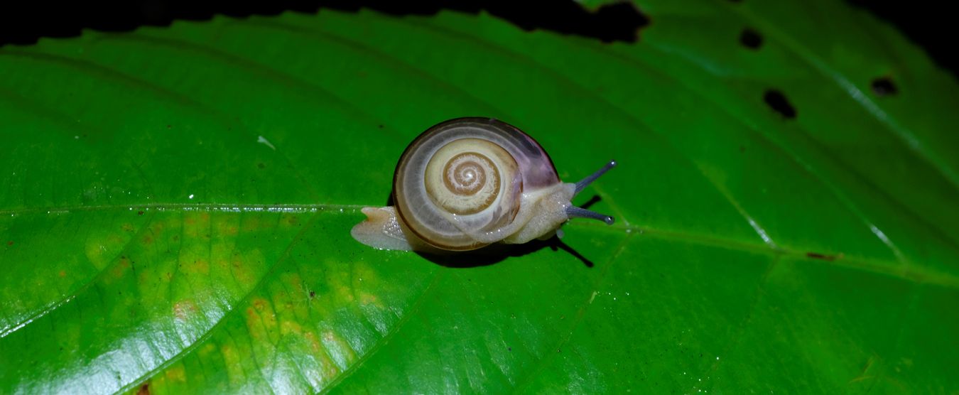 Ariophantid Snail { Vitrinula Glutinosa } with 1 long tentacle on the surface of the shell, these structure are in fact a penis which exceed the periphery of the shell.