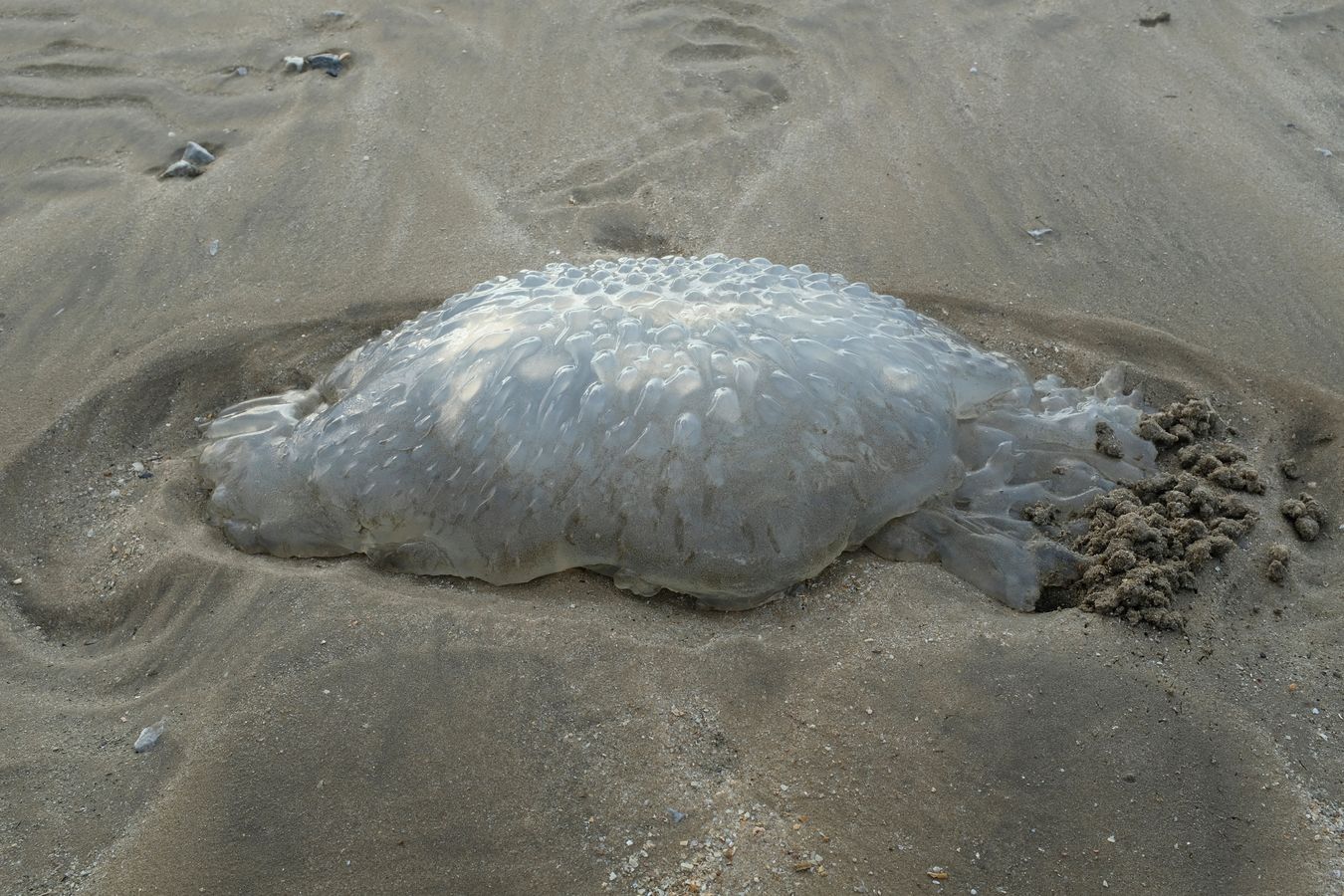True Jellyfish Died on the Beach { Scyphozoa Cnidaria }