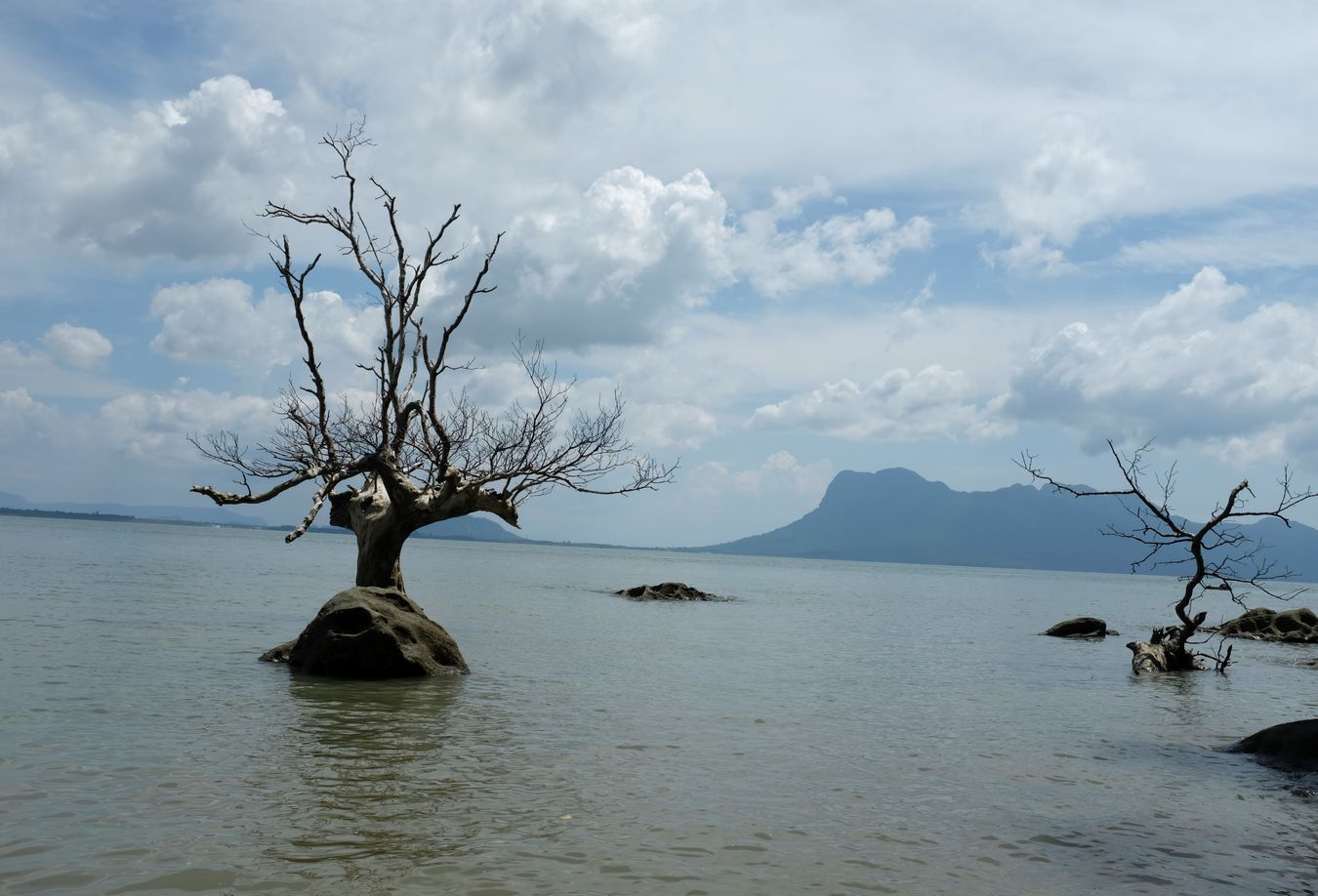 Mangrove Tree