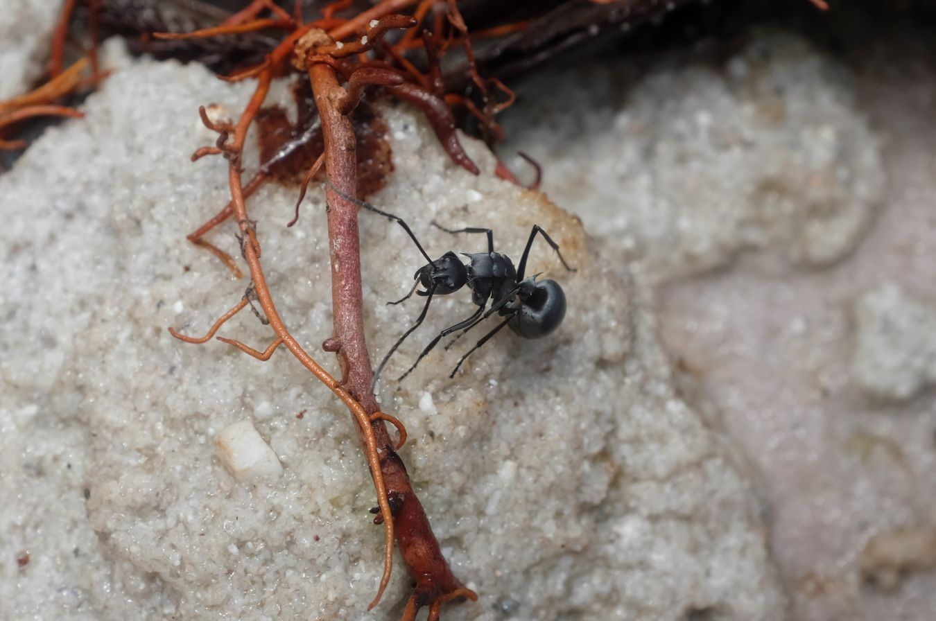 Silver Spiny Sugar Ant { Polyrhachis Schlueter }