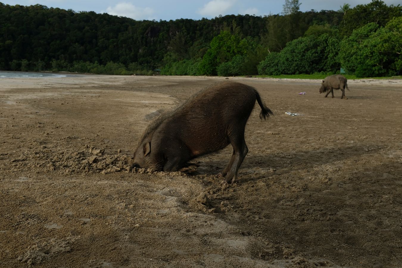 Bornean Bearded Pig Digs with its Snout Looking for crabs{ Sus Barbatus } 
