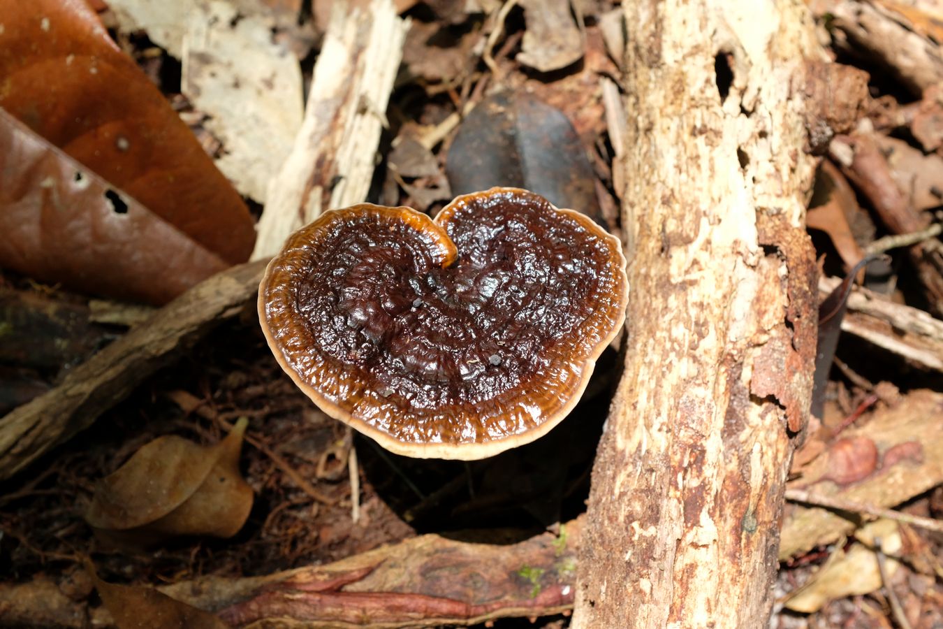 Fungus { Microporus Xanthopus }