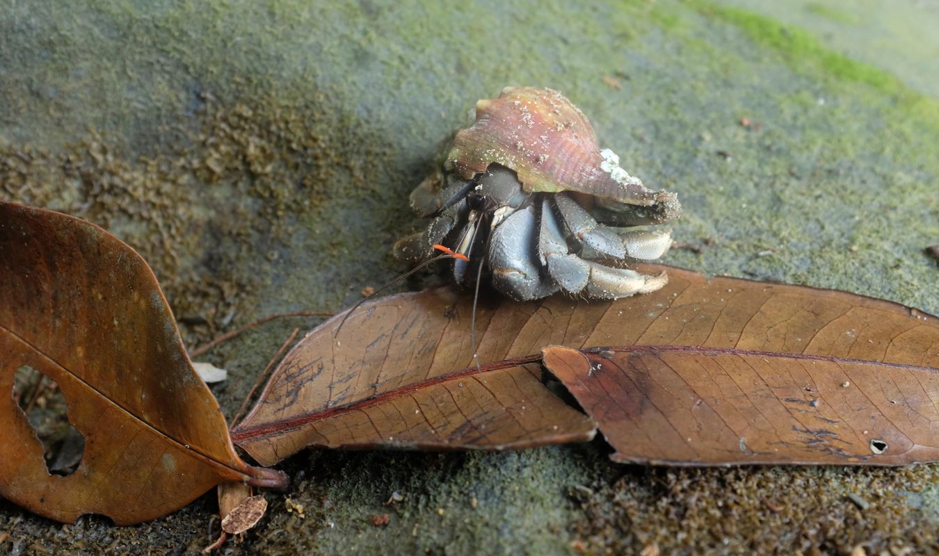 Hermit Crab { Ceonobita Rugosus }