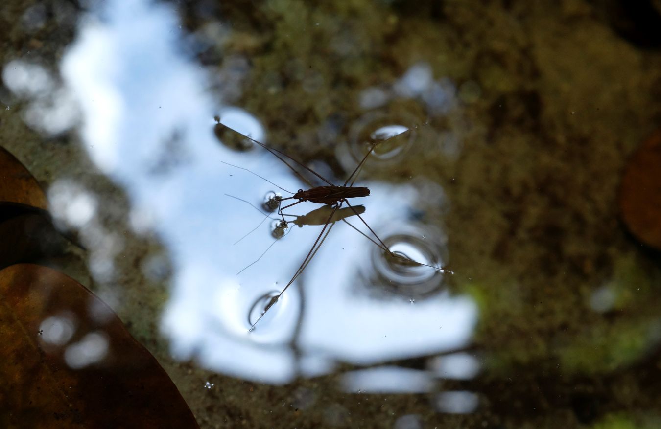 Water Bug { Hemiptera Gerridae }