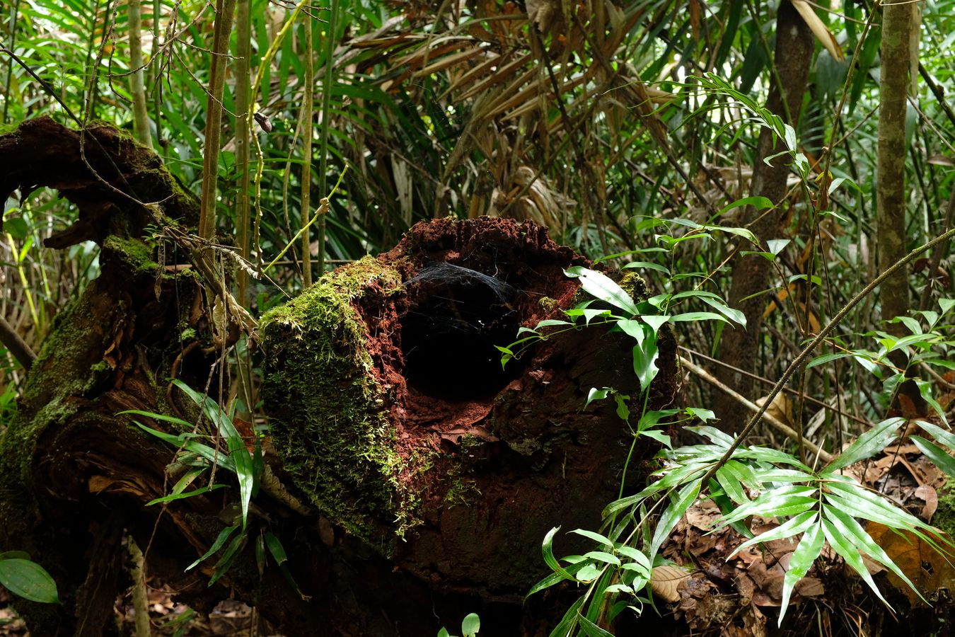 Spider Burrow in the Hollow of a Fallen Tree 